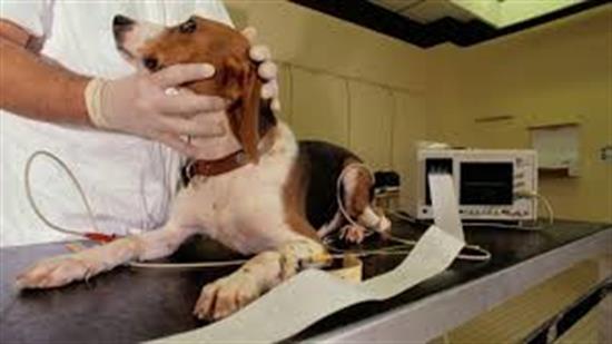 Dog Testing